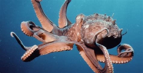 Cephalopods