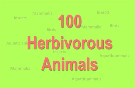 Herbivores Animals Name List, Examples, Chart - Biology Brain