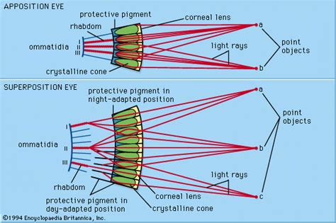 Ommatidium | anatomy | Britannica