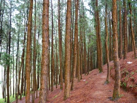 Vagamon Pine Forest - 2020 All You Need to Know Before You Go (with Photos) - Vagamon, India ...