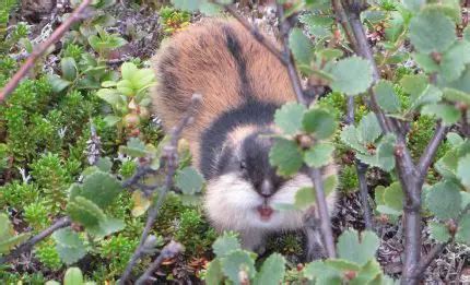 Norway Lemming | The Animal Facts | Appearance, Diet, Habitat, Lifespan