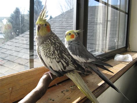 All You Want to Know About Cockatiels as Pets! | PetHelpful