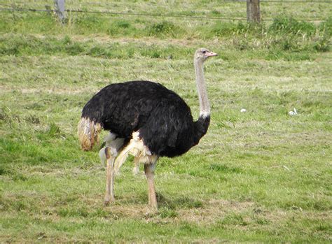 Ostrich | The flightless ostrich is the world's largest bird… | Flickr