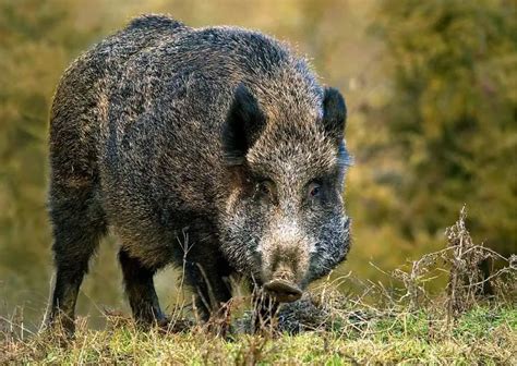 Wild Boar Behavior - AnimalBehaviorCorner