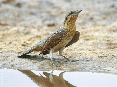 Eurasian Wryneck | KuwaitBirds.org