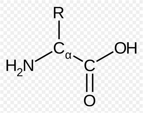 Amino Acid Carbamoyl Phosphate EPSP Synthase Functional Group, PNG ...