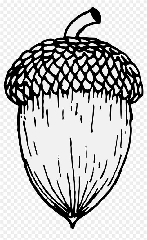 Acorn - Line Drawing Of An Acorn, HD Png Download - 937x1471(#60697) - PngFind