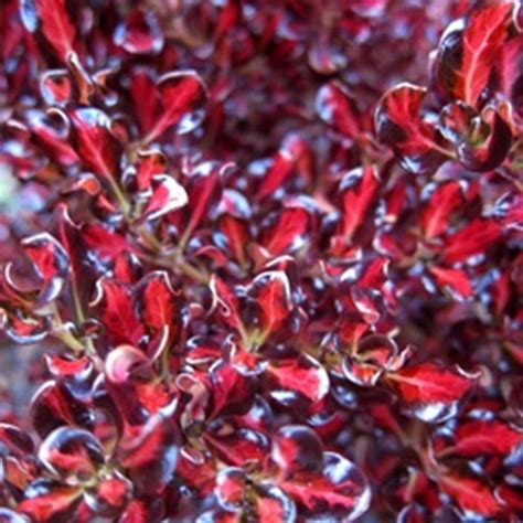 Coprosma 'Pacific Sunset'