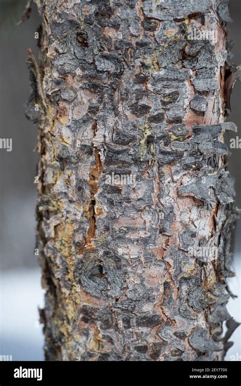 close up of tree bark rough textured surface vertical format rugged bark of tree protection grey ...