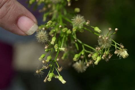 Fall allergy forecast shows big explosion of ragweed pollen in N.J. and Pennsylvania region - nj.com