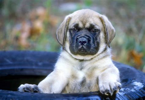 mastiff