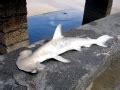 Scalloped Hammerhead Shark – "OCEAN TREASURES" Memorial Library