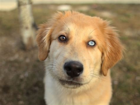 Golden Retriever Husky mix pup 2