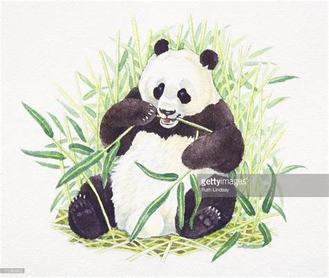 Stock Illustration : Sitting Giant Panda, Ailuropoda melanoleuca, eating bamboo, front view ...