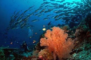 Indonesia Holiday place: Raja Ampat, the World's Largest Marine Park (Original from Indonesia)