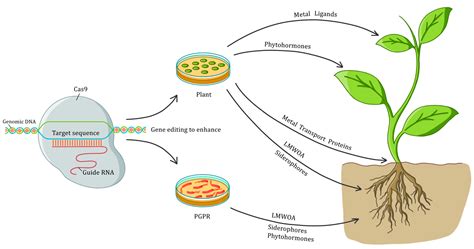 Plants | Free Full-Text | Genome Editing Weds CRISPR: What Is in It for ...