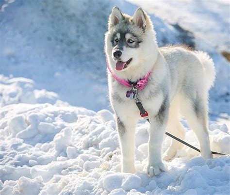 Canadian Eskimo Dog | 10 Most Expensive Dog Breeds | POPSUGAR Pets Photo 7