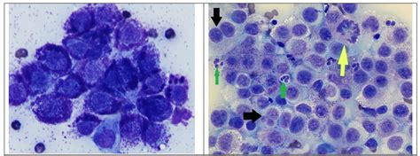 Color Atlas of Canine Cutaneous Round Cell Tumors • MSPCA-Angell