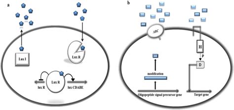 Quorum sensing mechanism. a Gram-negative bacteria Lux I/Lux R quorum... | Download Scientific ...