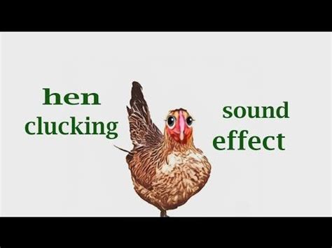 How A Hen Clucking / Sound Effect / Animation | Animal sounds, Animated animals, Animal life cycles