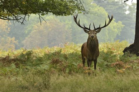 Symbolism of the Stag in Modern Paganism