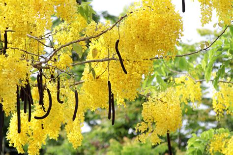 Golden tree (Cassia fistula), habit and pods | Feedipedia