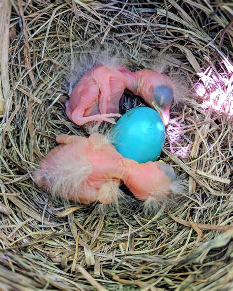 Robin Eggs: All You Need to Know (With Pictures)