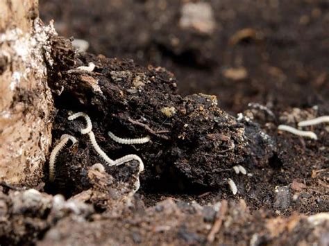 What Are Tiny White Worms In Soil and How To Remove Them?