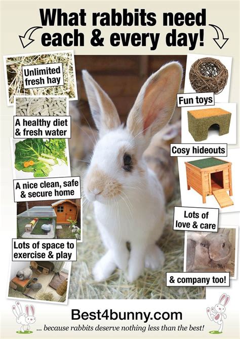 What rabbits need each & every day! http://www.best4bunny.com | Pet bunny rabbits, Bunny cages ...