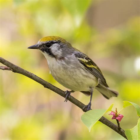 Chestnut-sided Warbler_7D_4807 | A female in Halton Forest n… | Flickr