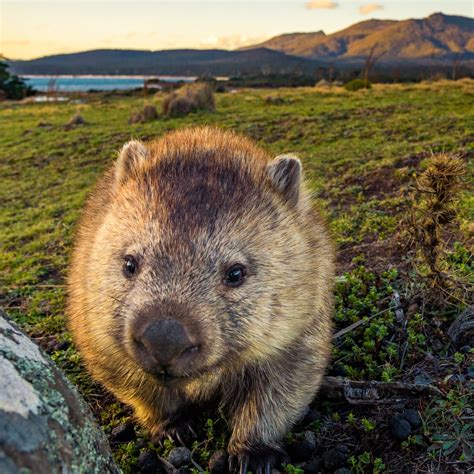 Unique Australian Animals (Part 2) - BEDSSIBEDSSI