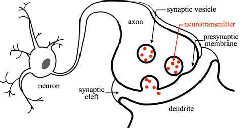 Neurotransmitter Release Regulated by Synaptotagmin I