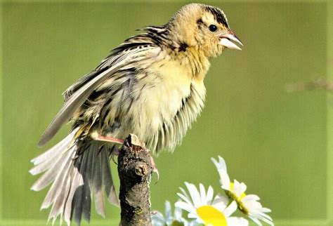 Bobolink - bird of the week | Community | capjournal.com