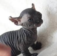 Adopt hairless kittens sphynx elfcats bambinos and dwelf cats | Dwelf ...