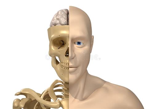 Human Body, Skeleton And Brain Stock Illustration - Illustration of isolated, half: 16632125