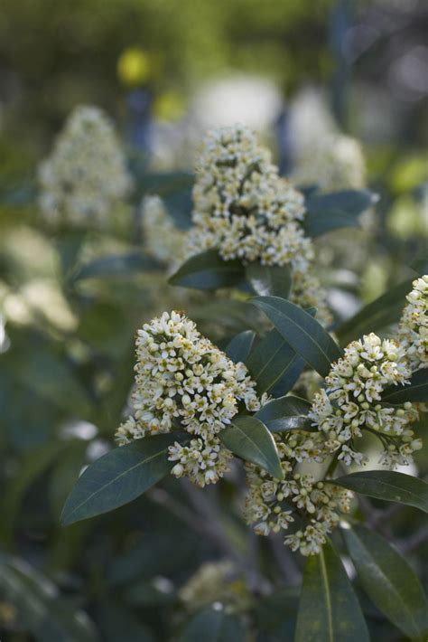 Skimmia: Tips to Grow and Care for an Evergreen Flowering Shrub ...