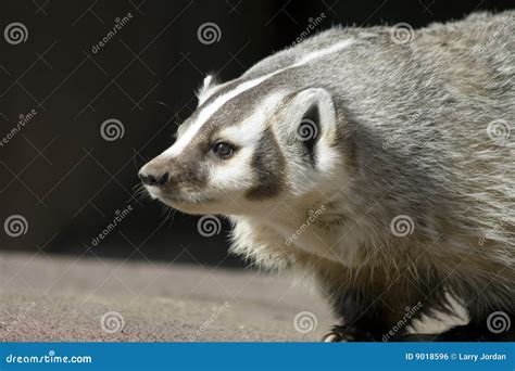 North American Badger stock photo. Image of carnivore - 9018596