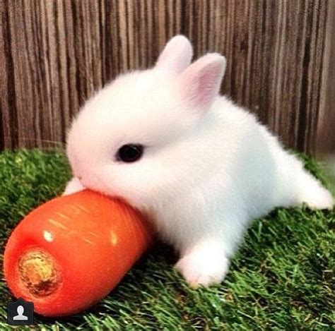 Little baby rabbit with a carrot :-) Little Babies, Cute Babies, Tiny ...