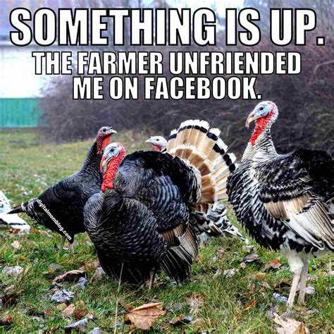 Funny Turkey Memes For Thanksgiving 2024