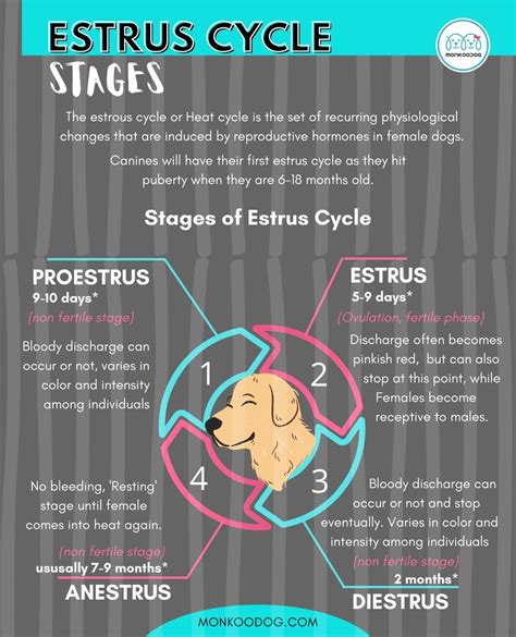 Stages of Estrus Cycle in Dogs - Monkoodog