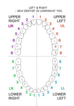 Teeth Numbers Quadrants