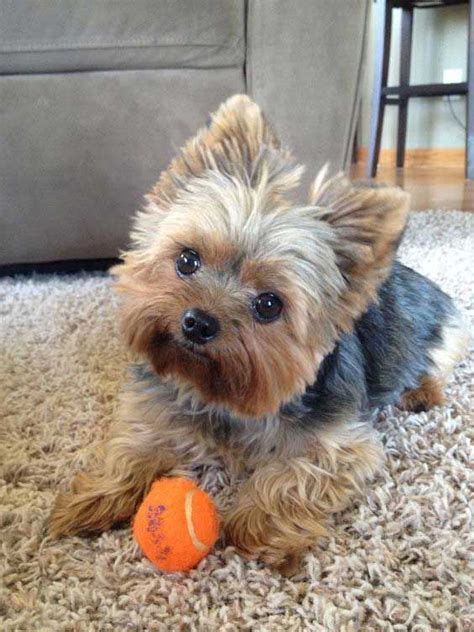 Terrier puppies, Yorkie puppy, Yorkshire terrier dog