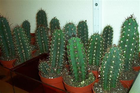 Trichocereus Pachanoi - San Pedro cactus - mescaline