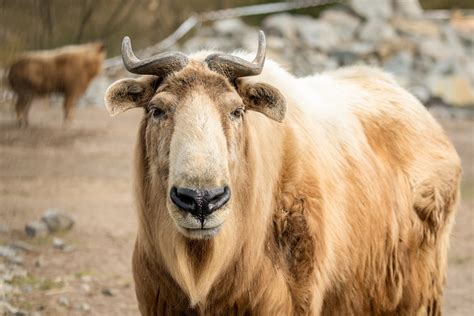 Goldtakin – Tierpark Berlin