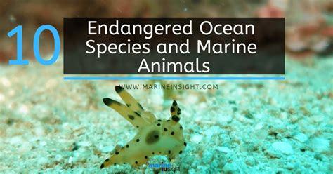 10 Endangered Ocean Species and Marine Animals