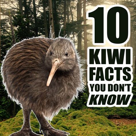 10 Kiwi Facts You Don't Know - Kiwi Grub Blog in 2021 | Kiwi bird, Bird ...