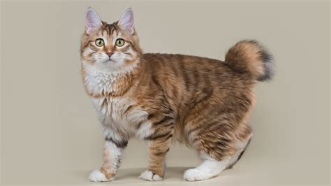 5 facts about the Kurilian Bobtail, the most unusual Russian cat breed (PHOTOS) - Russia Beyond