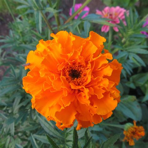 Crackerjack Mix African Marigold Seeds – Hudson Valley Seed Company