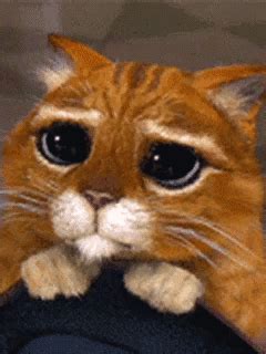 Puss In Boots Eyes GIF - Puss In Boots Eyes - Descobrir e Compartilhar GIFs