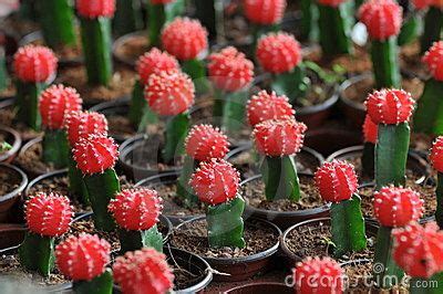 gymnocalycium mihanovichii - Google Search | Cactus types, Cactus ...